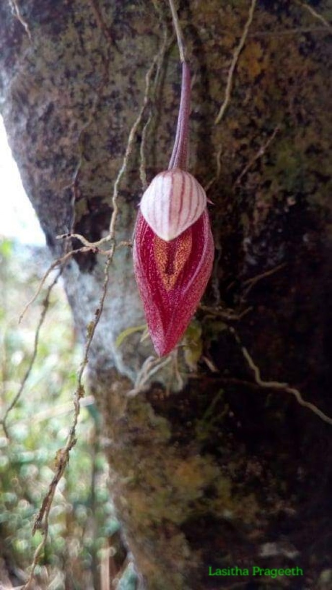 Bulbophyllum elegans Gardner ex Thwaites